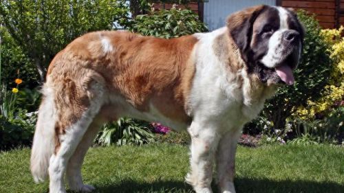 十大牛逼的狗排行榜(十大良心狗罐头排名)插图4 十大牛逼的狗排行榜(十大良心狗罐头排名)插图4