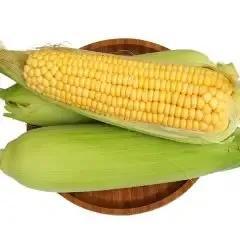 中国玉米产地十大排行榜(中国玉米种子十大品牌)插图4