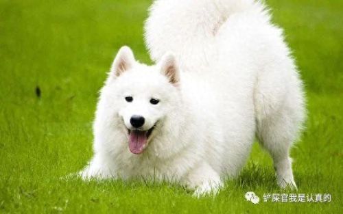 十大最萌的小宠排行榜(十大最萌的仓鼠排行榜)插图 十大最萌的小宠排行榜(十大最萌的仓鼠排行榜)插图