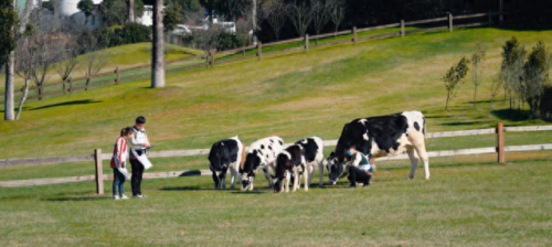浙江十大牛场排行榜图片(哪个地方的牛场最好)插图4
