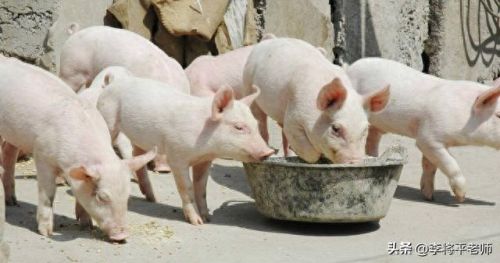 中国十大进口粮食排行榜表(中国进口粮食大全)插图6