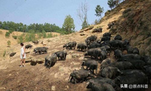 最贵的中餐食材排行榜十大(最贵的食材排行榜前十名)插图4 最贵的中餐食材排行榜十大(最贵的食材排行榜前十名)插图4
