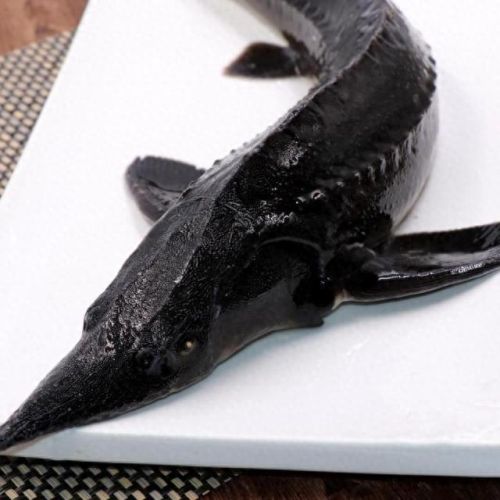 十大土豪鱼排行榜视频播放(雷龙鱼十大禁忌)插图7