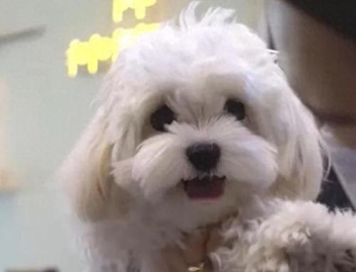 狗狗土狗寿命十大排行榜(土狗为什么寿命这么长)插图1 狗狗土狗寿命十大排行榜(土狗为什么寿命这么长)插图1