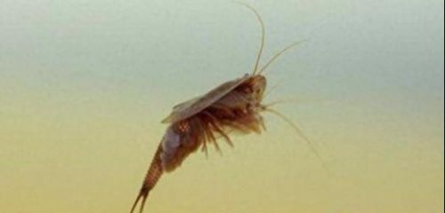 动物排行榜之十大动物祖先(十大古老动物排行榜)插图1 动物排行榜之十大动物祖先(十大古老动物排行榜)插图1