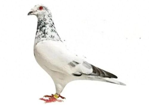 小信鸽品种十大排行榜(信鸽排名前十名品种)插图4