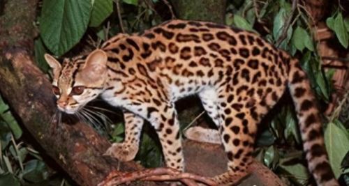 世界十大禁养名猫排行榜(十大名猫和十大禁养名猫)插图9