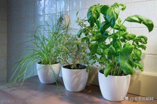 室内蔬菜十大排行榜图片(十大止咳蔬菜排行榜)插图5