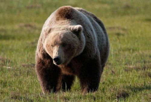 世界上十大危险动物排行榜(第一危险的动物)插图3