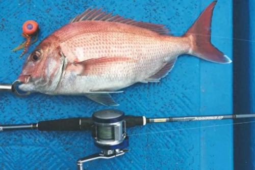 福建鱼肉销量排名前十(最便宜的鱼肉排名)