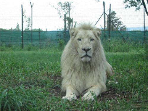 世界动物数量排名前十(世界上最可爱的动物排名第一是谁)插图3