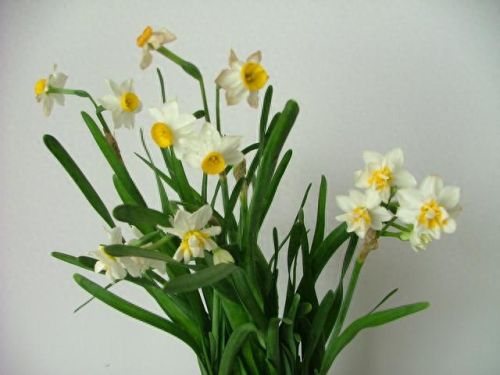 十大药用花排行榜图片及价格(娄娄花的药用价值)插图