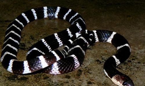 十大最毒毒蛇排行榜陆地(全球十大最毒的毒蛇排名)插图3