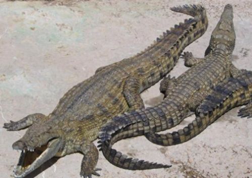 世界动物数量排名前十(世界上最可爱的动物排名第一是谁)插图7