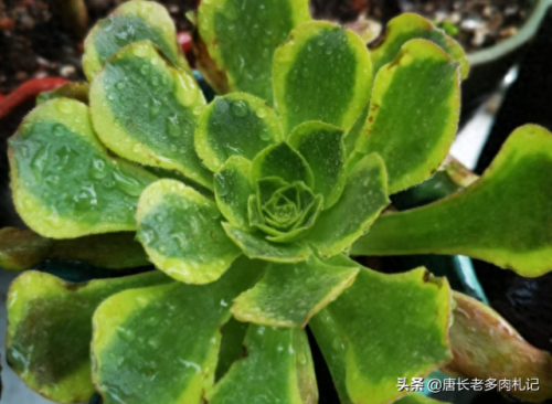 十大最美法师多肉排行榜(多肉法师全锦好养吗)插图6 十大最美法师多肉排行榜(多肉法师全锦好养吗)插图6