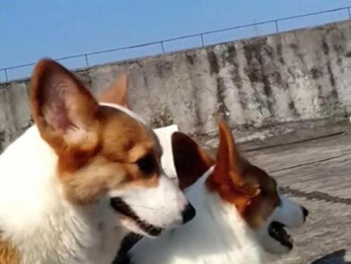 狗狗土狗寿命十大排行榜(土狗为什么寿命这么长)