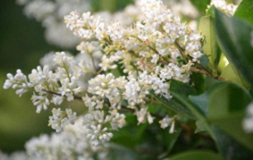 十大净化空气植物排行榜最新图片(空气净化植物名单大全)