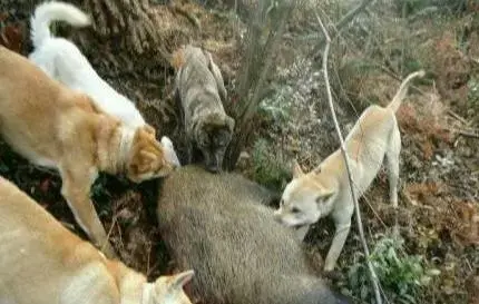 全国十大神犬排行榜最新(神犬追风)插图1 全国十大神犬排行榜最新(神犬追风)插图1