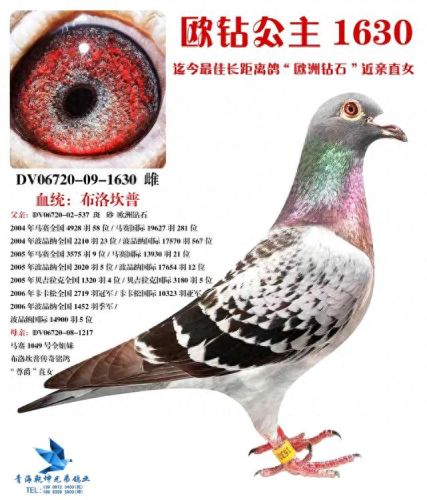 小信鸽品种十大排行榜(信鸽排名前十名品种)