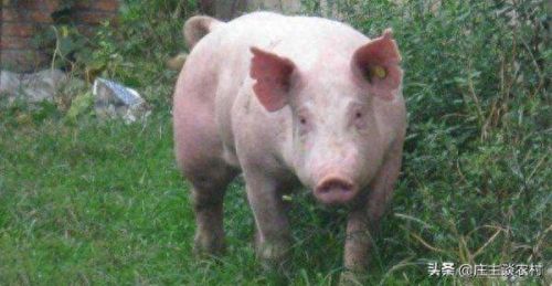 十大珍贵的猪肉排行榜图片(猪肉零食排行榜前十名)插图2