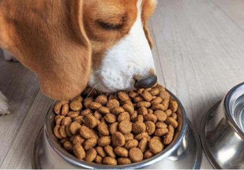 十大最友好的狗排行榜国产(十大最便宜的狗排名榜)插图