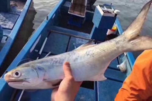 福建鱼肉销量排名前十(最便宜的鱼肉排名)插图1 福建鱼肉销量排名前十(最便宜的鱼肉排名)插图1
