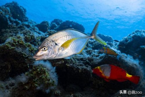 求十大最好吃的鱼排行榜(十大群游最好的鱼)插图6