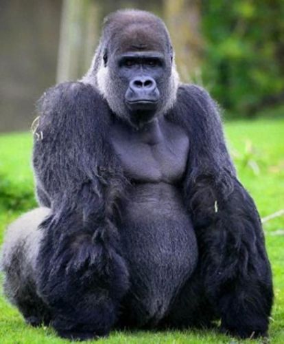 世界上十大危险动物排行榜(第一危险的动物)插图