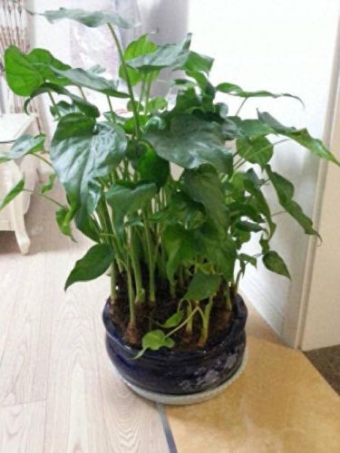 十大致癌卫生间排行榜(主卧卫生间十大禁忌)插图7