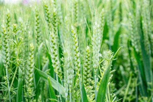 全国排名前十玉米品种(中国十大顶级玉米品种)插图2 全国排名前十玉米品种(中国十大顶级玉米品种)插图2