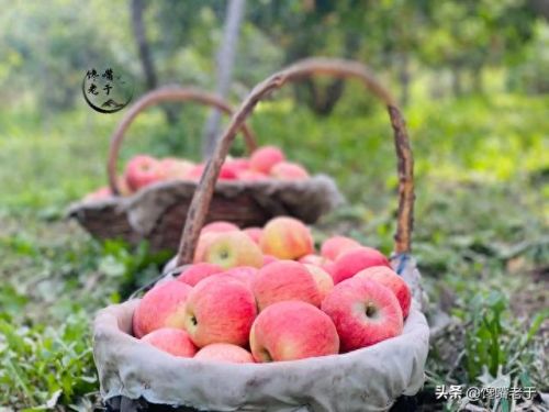 十大洗不干净的水果排行榜(哪四种水果不干净)插图8 十大洗不干净的水果排行榜(哪四种水果不干净)插图8