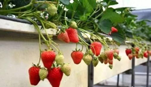 合肥十大水果品牌排行榜(合肥最好水果排名)插图2