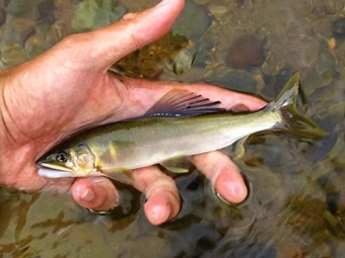 十大土豪鱼排行榜最新视频(雷龙鱼十大禁忌)插图7