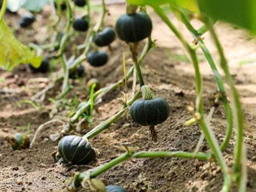 顺义景区美食排名前十(顺义杨镇美食排行榜)