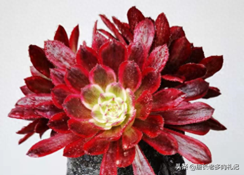 十大最美法师多肉排行榜(多肉法师全锦好养吗)插图1 十大最美法师多肉排行榜(多肉法师全锦好养吗)插图1