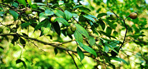 国际十大食用油排行榜(孕妇食用油排行榜)插图3