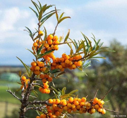 沙棘原浆品牌排名前十(沙棘原浆为什么伤肝)插图