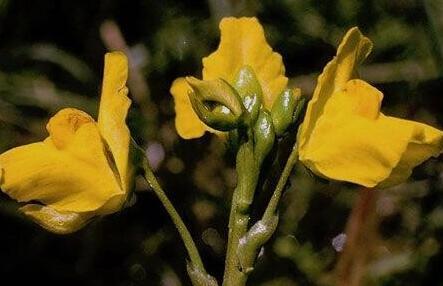 世界上十大剧毒植物排行榜(能通过皮肤吸收的剧毒)插图6