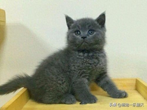 十大可爱小猫品种排行榜(名贵小猫的种类)插图6