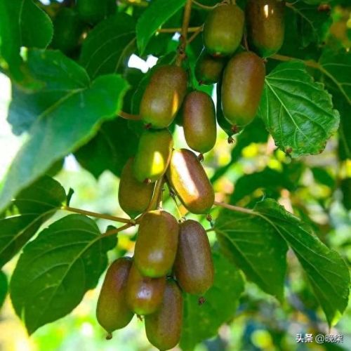 沈阳庄河饭店排名前十(庄河好的饭店有什么)插图5 沈阳庄河饭店排名前十(庄河好的饭店有什么)插图5