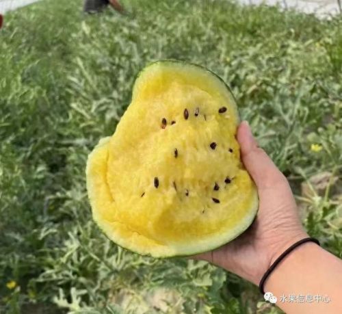 西瓜品种大小十大排行榜(露天西瓜哪个品种好)插图25