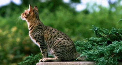 世界十大禁养名猫排行榜(十大名猫和十大禁养名猫)插图7