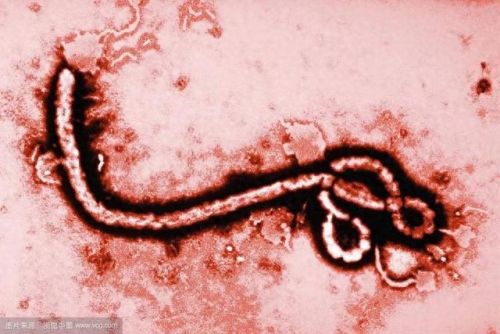 病毒排行榜十大恐怖症毒(丧尸病毒)插图5