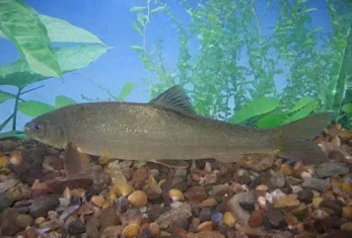 十大土豪鱼排行榜视频播放(雷龙鱼十大禁忌)