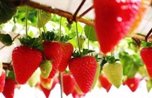 合肥十大水果品牌排行榜(合肥最好水果排名)插图7