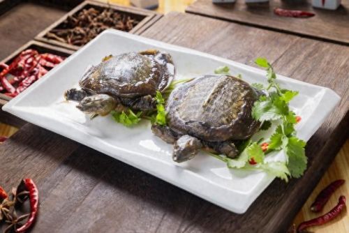 十大暴利养殖业排行榜(十大紧缺养殖业)插图5