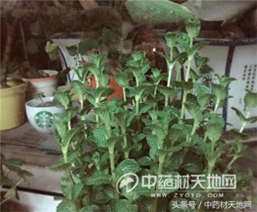 全球薄荷产量排名前十(薄荷全世界一年产量有多少)插图11