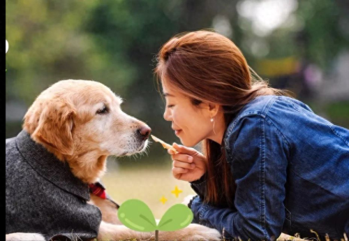 十大最建议养的狗排行榜(女儿13岁初中适合养狗吗)插图