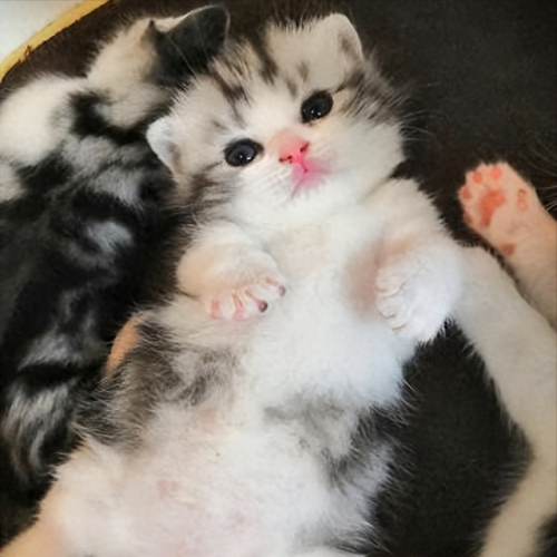 独居养猫品种排名前十(独居上班族适合养猫么)插图2 独居养猫品种排名前十(独居上班族适合养猫么)插图2