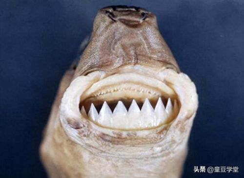 史上最强的十大鲨鱼排行榜(十大温柔的鲨鱼)插图6